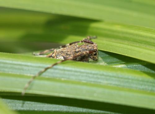 Mesosa nebulosa